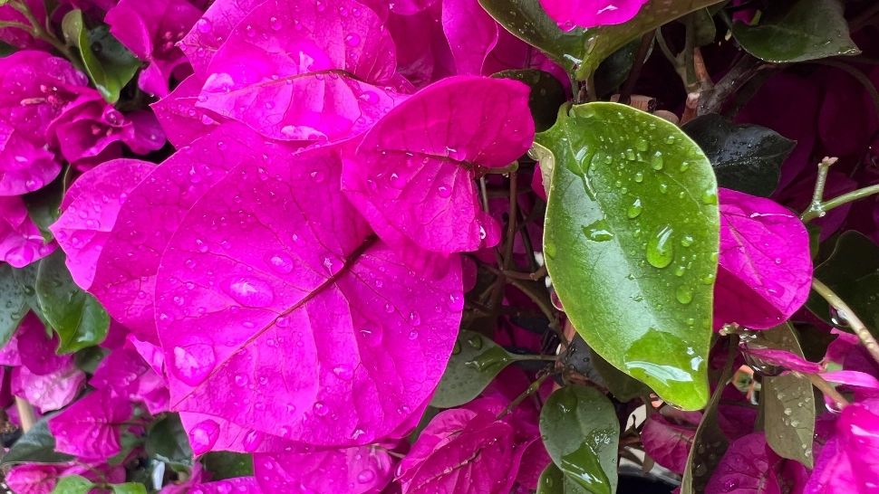 O vezi peste tot în Grecia, dar ştiai că este şi plantă de leac? Beneficiile uluitoare ale florii de hârtie