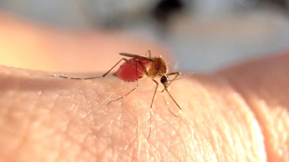 De ce unele persoane sunt mușcate de țânțari si altele nu? Explicația științifică din spatele acestui fenomen aparent bizar