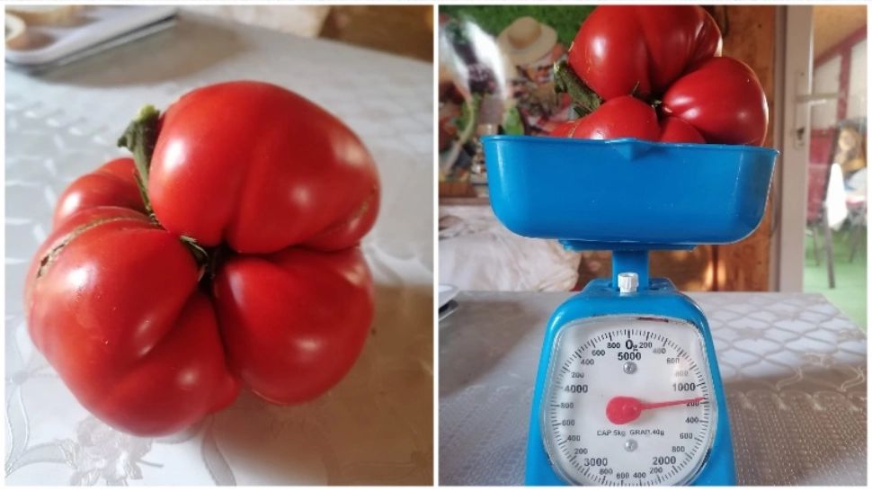 Roșie-gigant în grădina unui român. Are aproape 1.2 kilograme, oamenii au crezut că e o poză modificata!