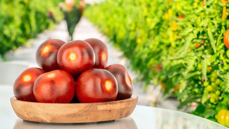 Roșii negre. Cum să le cultivi și care sunt cele mai bune soiuri?