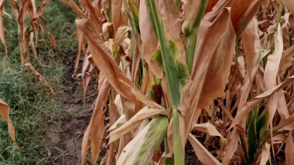 Agricultura, afectată de caniculă. Se caută soluții pentru soiuri noi de legume care pot rezista la caniculă