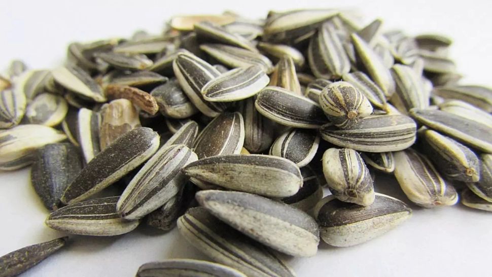 Ce se întâmplă dacă mănânci des semințe de floarea soarelui. Pericolele ascunse în mica plăcere a ronțăitului