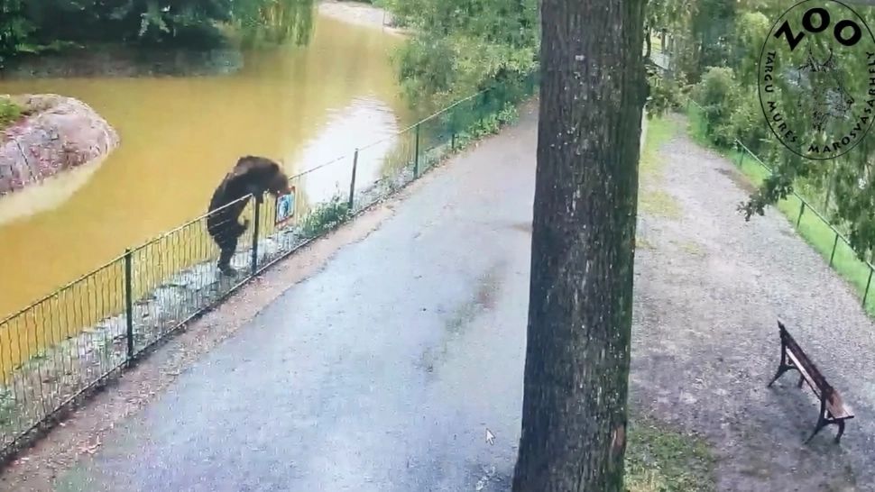 Panică la ZOO Târgu Mureș: un urs a evadat și a sfâșiat o căprioară. Animalul, filmat cum se plimbă nestingherit prin incintă. Accesul vizitatorilor NU a fost restricționat - VIDEO