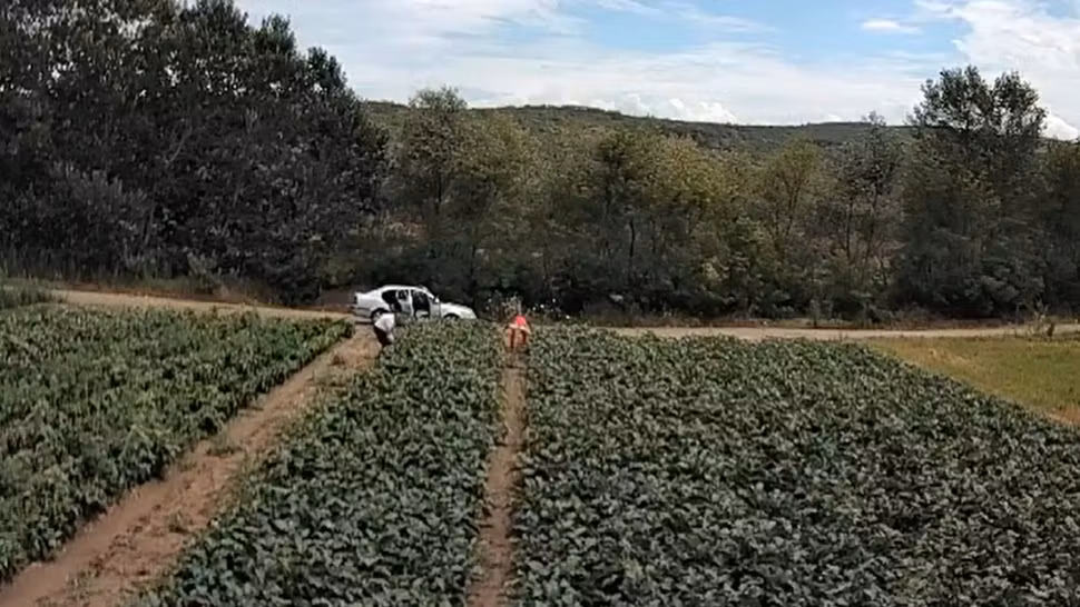 Halucinant: Consilierul lui Ludovic Orban, prins la furat de vinete