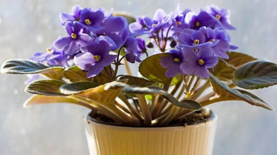 Secretul îngrijirii violetei de Parma. Trucul care promite o înflorire continuă. Greșeala frecventă care putrezește planta