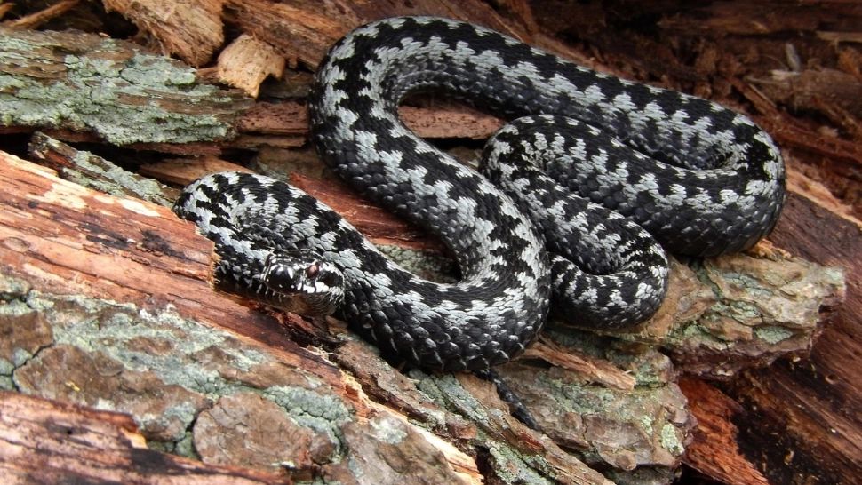 HARTA roșie a VIPERELOR. Zonele din România unde trăiește cel mai veninos șarpe