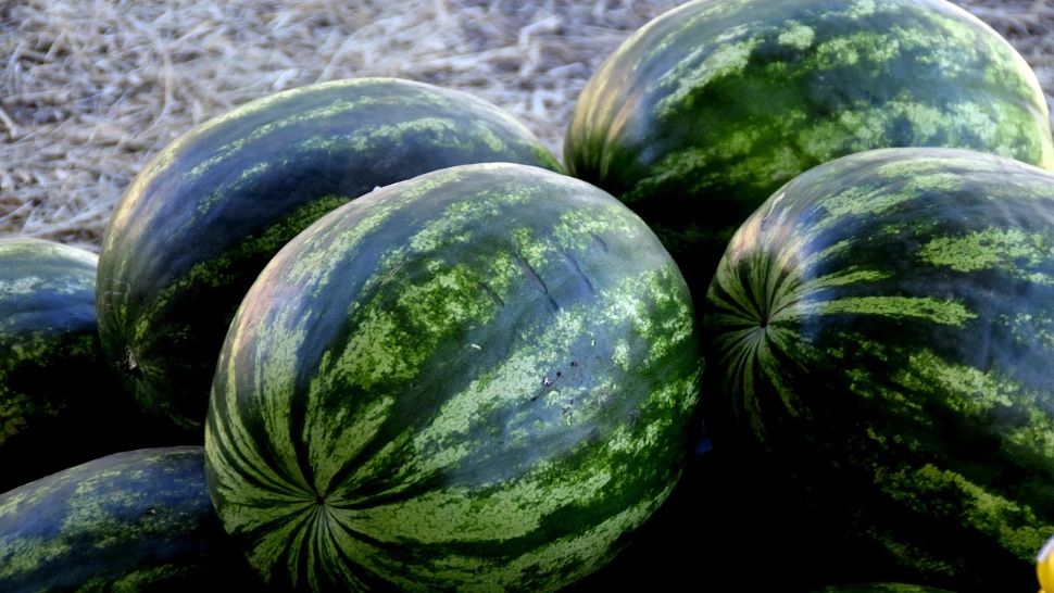 Incredibil cât a plătit un român pentru un pepene de 8 kilograme. A făcut poză imediat și a pus pe internet