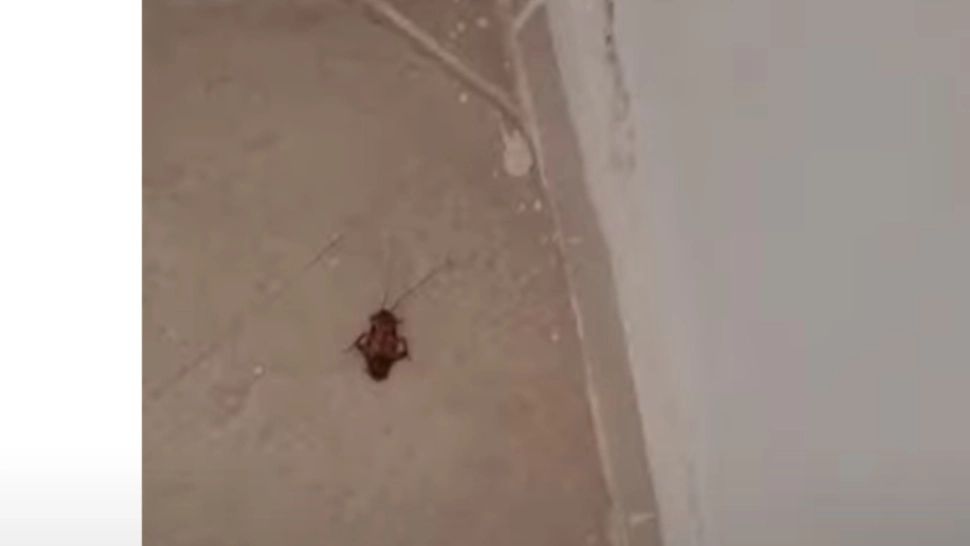 Cameră plină de gândaci într-un hotel de 4 stele, din Turcia! Vacanță de coșmar pentru un cuplu de români VIDEO