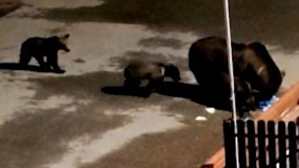 Ursoaica care a atacat un bărbat în Busteni s-a întors pe străzile orașului! Oamenii, avertizați prin Ro-Alert