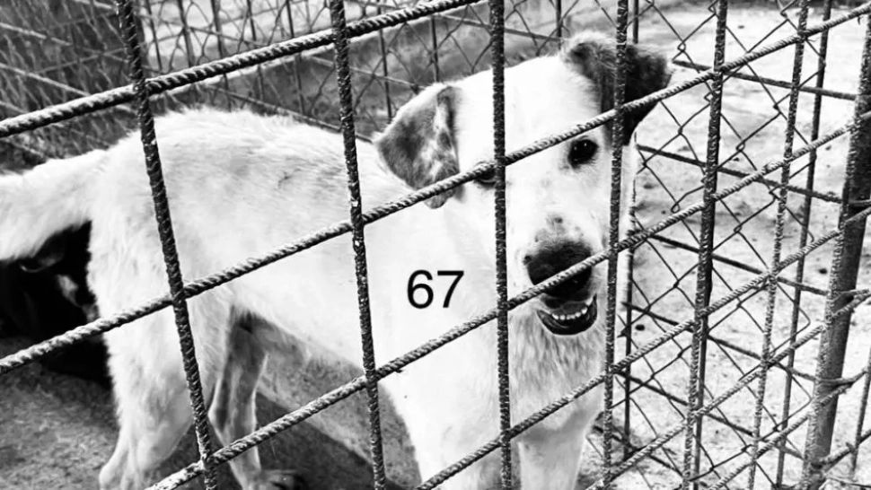 Dosar penal dupa "eutanasierea" a 60 de câini în adăpostul Primăriei Tg.Jiu. Oamenii legii vorbesc de ucidere fără drept