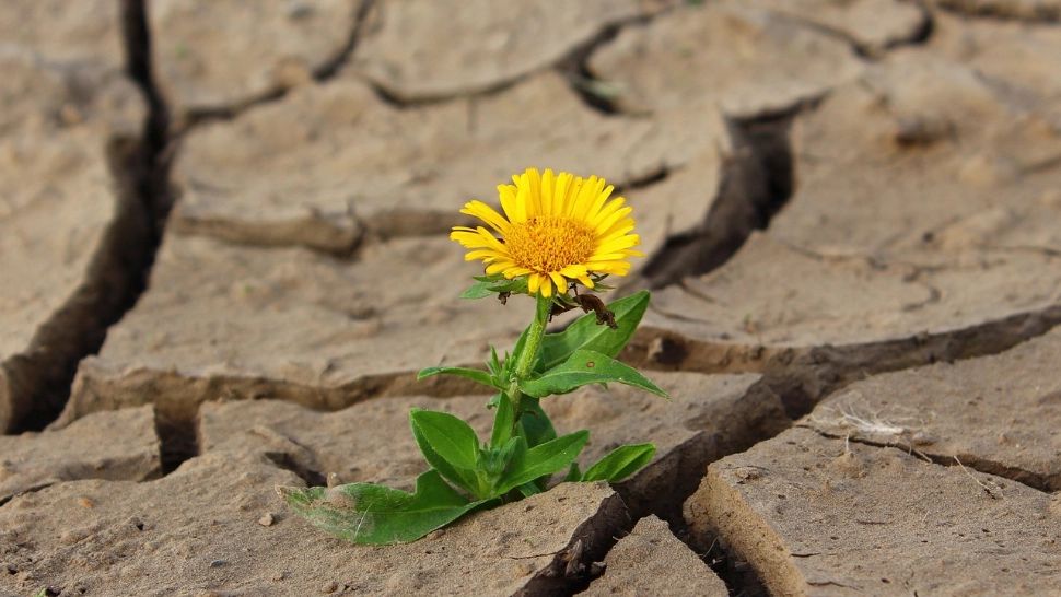 Criză alimentară fără precedent. Seceta ne lasă fără mâncare