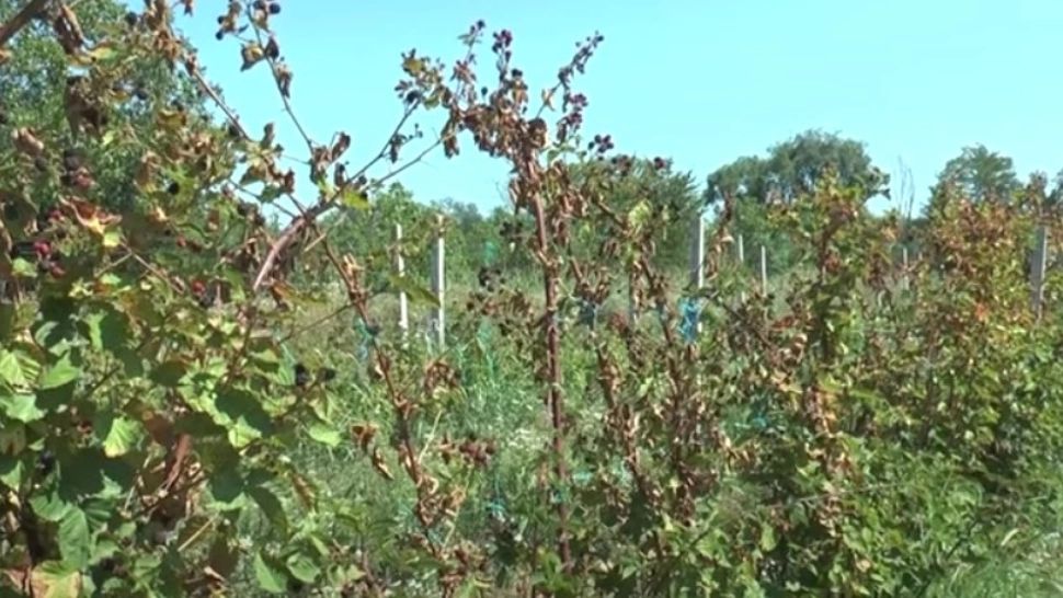 Tânăra care a readus la viață o grădină uitată. Afacerea merge fără angajați - VIDEO