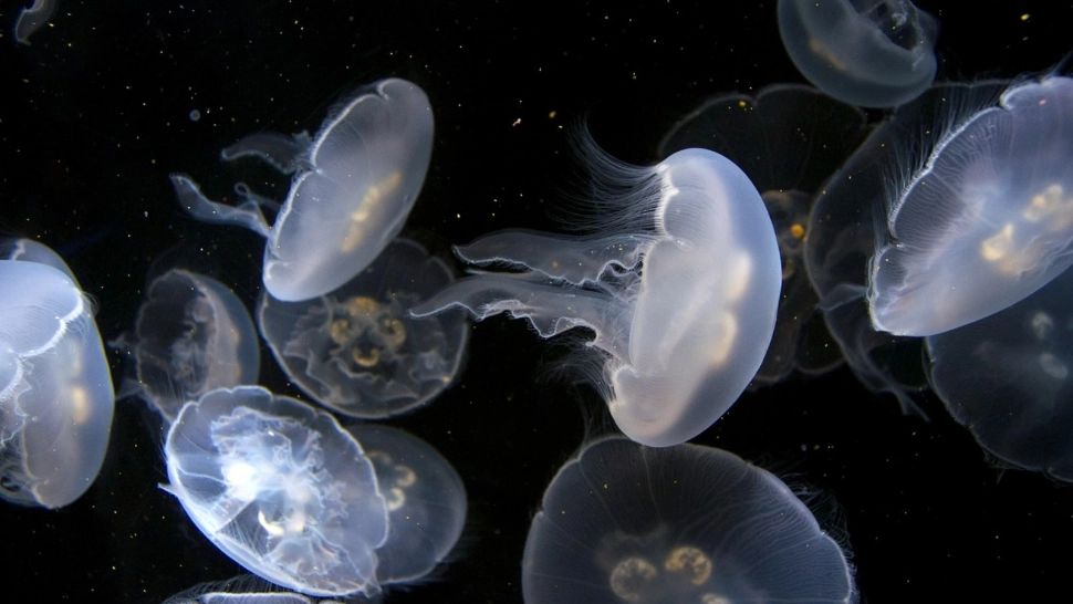 Invazie de meduze în Marea Neagră: imagini dezolante surprinse pe litoralul românesc - ce spun experții. VIDEO