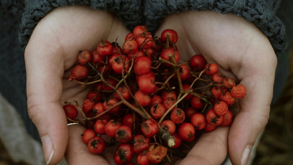 Planta care tratează bolile cardiace. Se recomandă și în cazul celor care suferă de tristețe. Este supranumită "planta supremă pentru inimă"