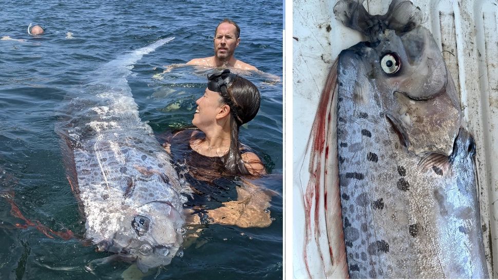 „Peștele apocalipsei”, care prevestește cutremurele, a fost găsit aproape de o plajă. La două zile după apariția sa s-a produs un seism