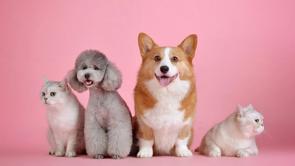 Hotelurile pentru animale, noua senzație. Cum sunt tratate patrupedele - VIDEO