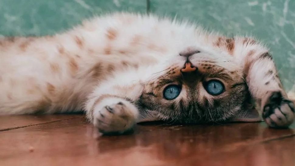 Zonele unde nu le place pisicilor să fie mângâiate. Mulți iubitori de feline fac aceste greșeli