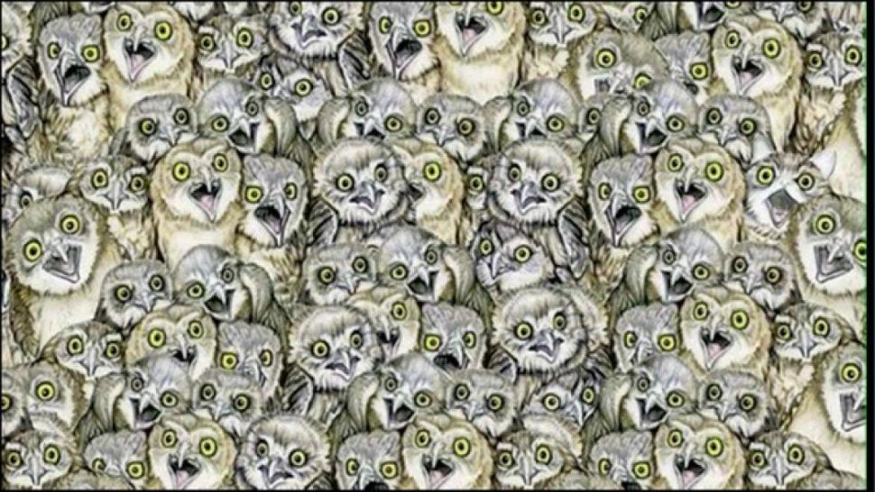 O pisică se ascunde în mulțimea de bufnițe. Doar cei cu vedere super-umană pot să o găsească în 10 secunde