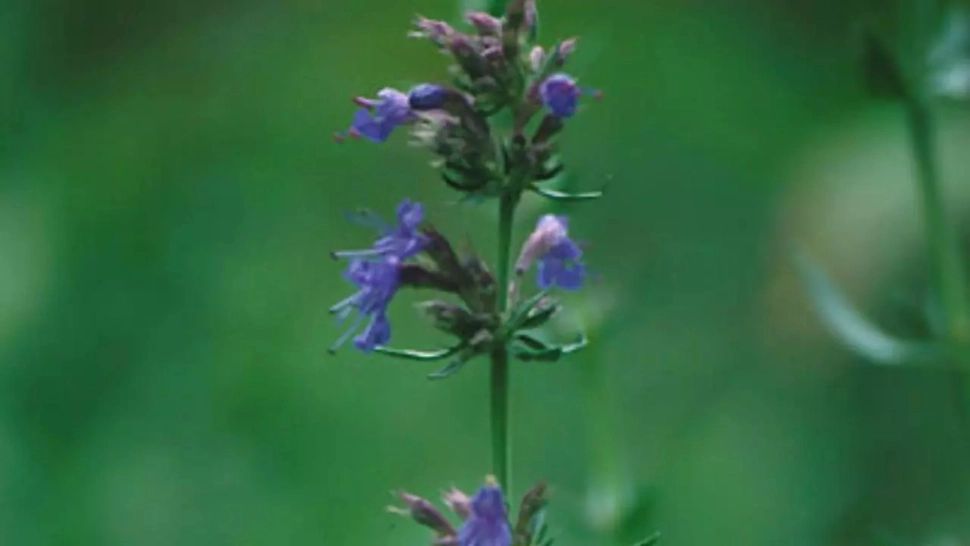 Planta menționată în Biblie, recunoscută pentru capacitatea sa de a contribui la „purificarea trupului, a sufletului și a minții"