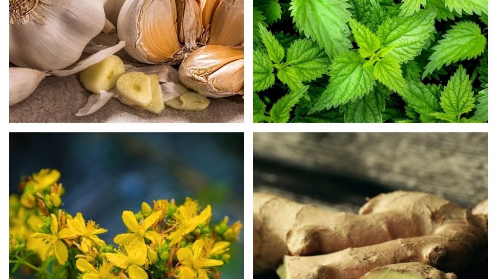 Cele mai puternice plante pentru imunitate. Recomandate în special toamna