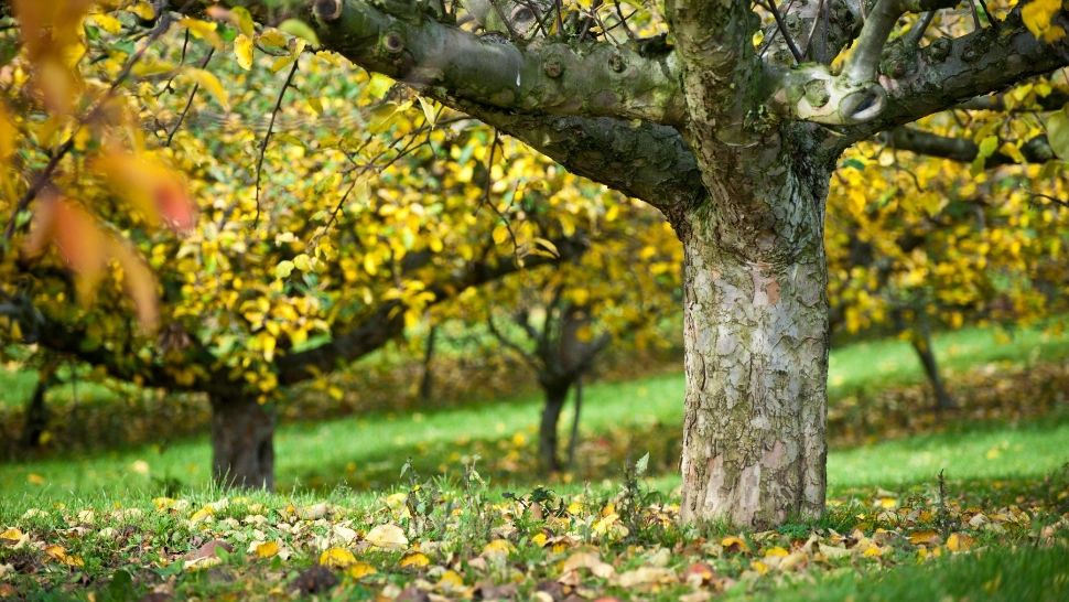 Îngrijirea pomilor fructiferi toamna. Cu ce trebuie să-i stropești după ce ai cules fructele: cel mai eficient tratament