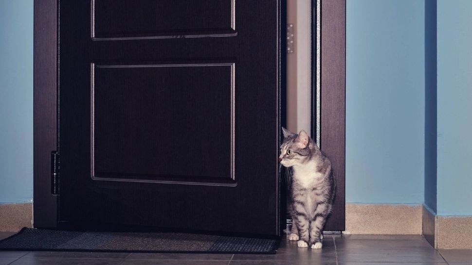 De ce urăsc pisicile ușile închis?. Dacă le știi secretul, scapi de probleme