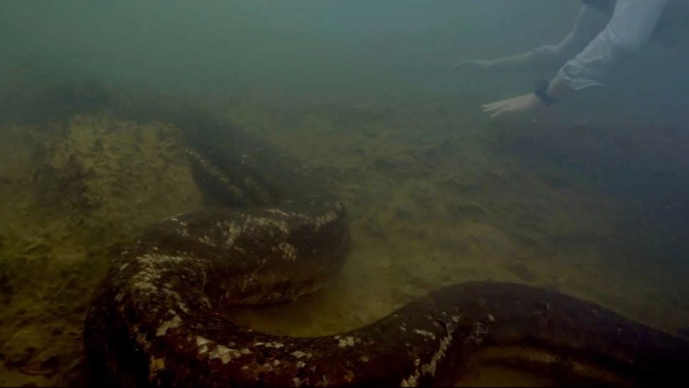 Trupul unei femei, găsit regurgitat de pitonul uriaș care a sugrumat-o și a înghițit-o