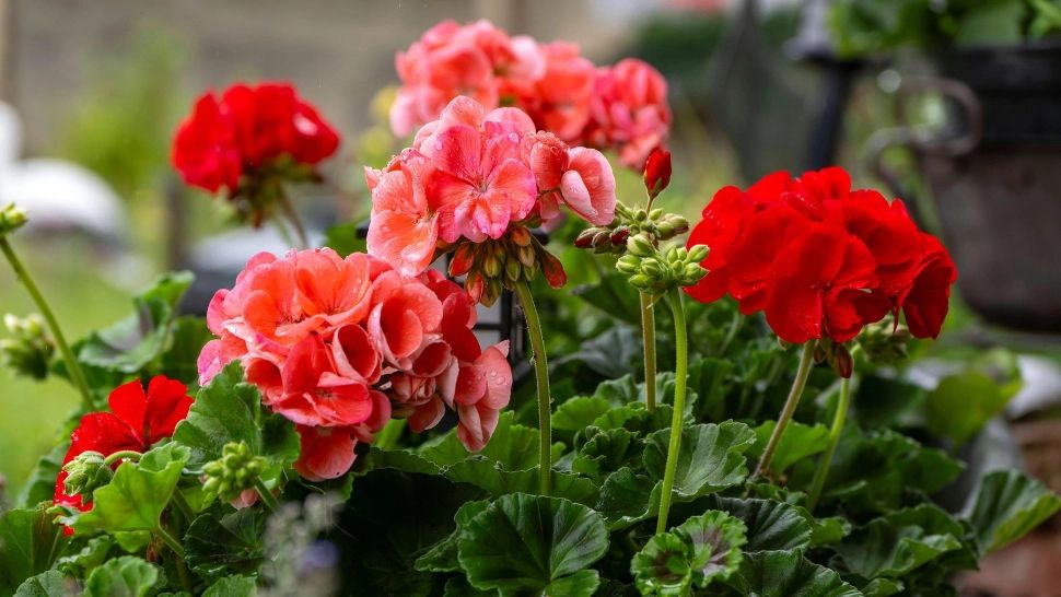 Mușcate spectaculoase pe timp de vară: secretul pentru o înflorire de durată și flori bogate și colorate