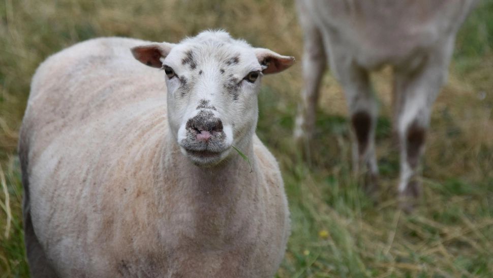 Alertă în Europa! Virusul care ucide animalele pe capete: se anunță noi scumpiri la raft