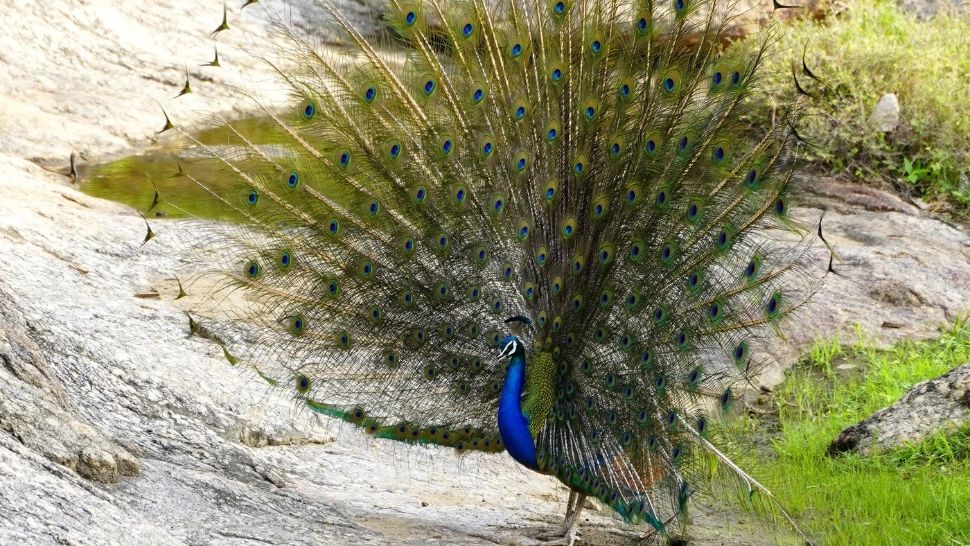 A ajuns la închisoare după ce a gătit curry de curcan pe YouTube