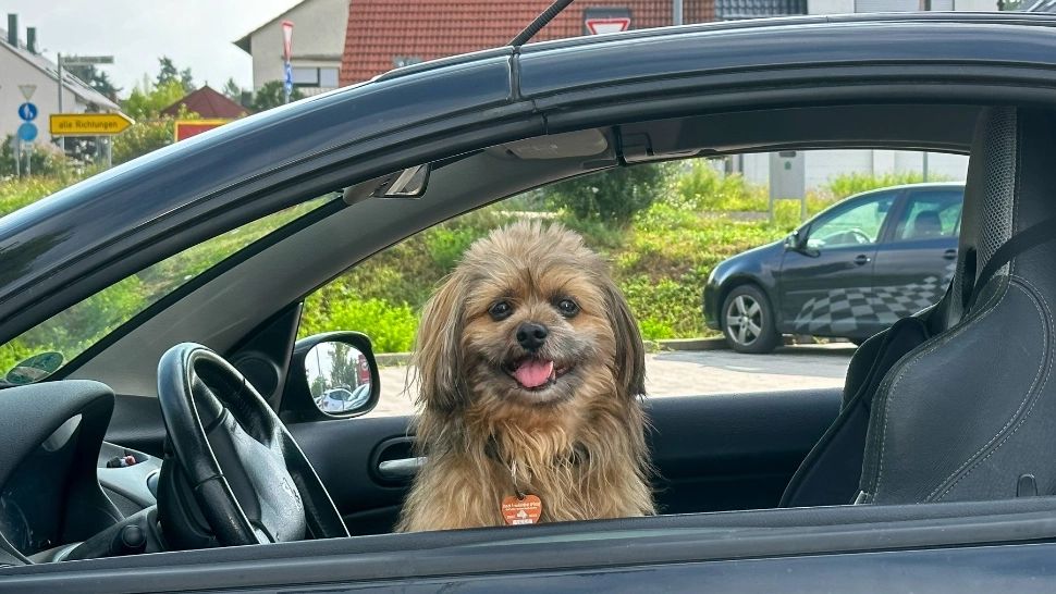 Ce AMENDĂ riști dacă transporți cu mașina  animalele de companie? Locurile unde patrupedele NU au voie să stea: ce spune Codul Rutier