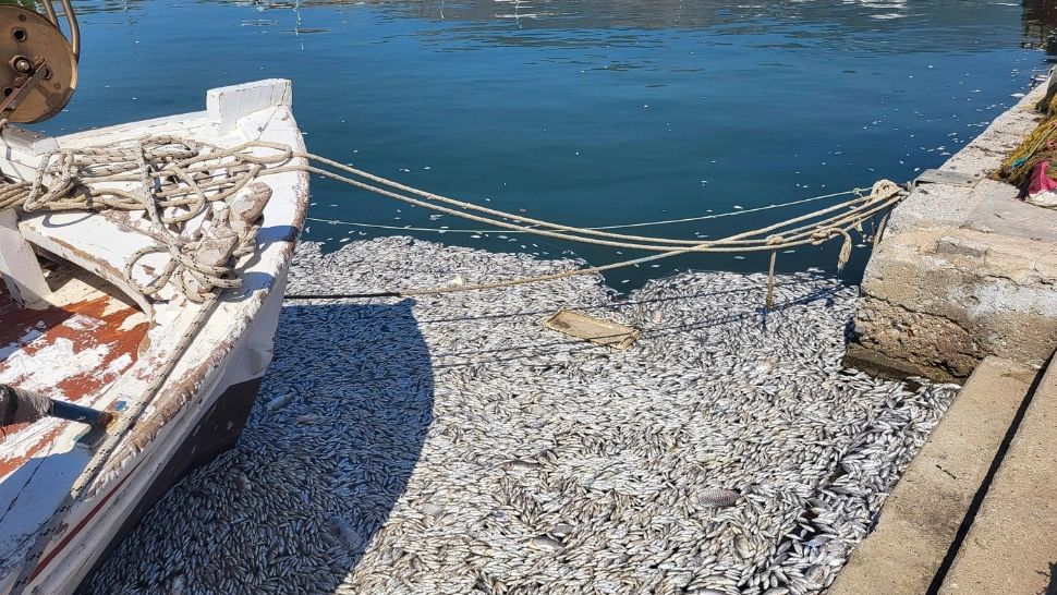 Scena ca în Apocalipsa pe o plajă din Grecia. Valurile mării au adus mii de pești MORȚI - FOTO/VIDEO