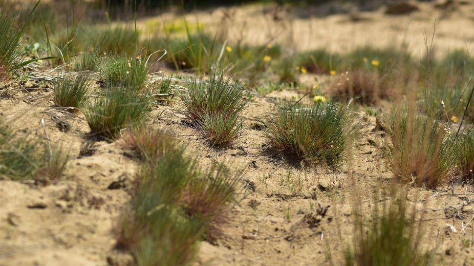 ANM a prezentat prognoza pentru luna mai. Temperaturi mai mari la început de interval și precipitații reduse cantitativ