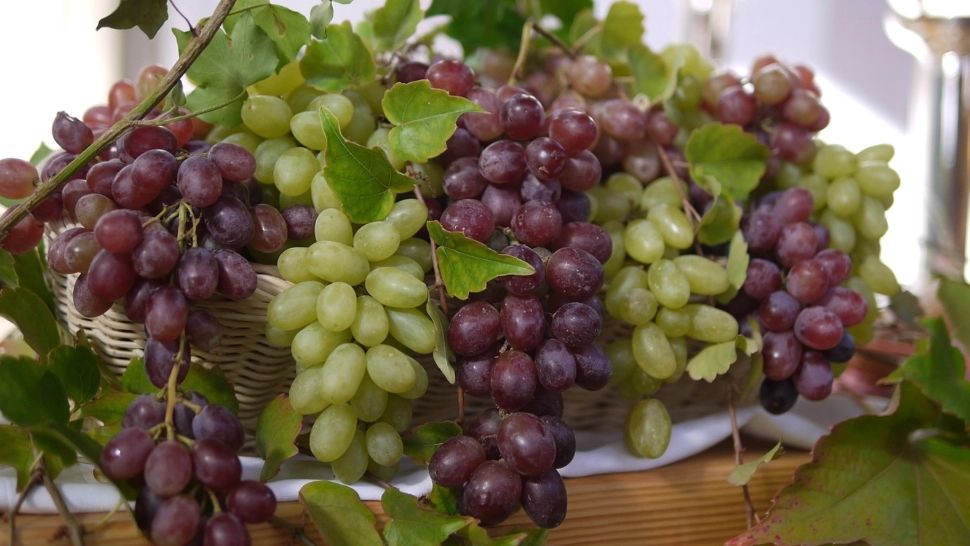 Cum se depozitează corect strugurii? Ce trebuie să faci pentru a-i menține mult timp proaspeți?