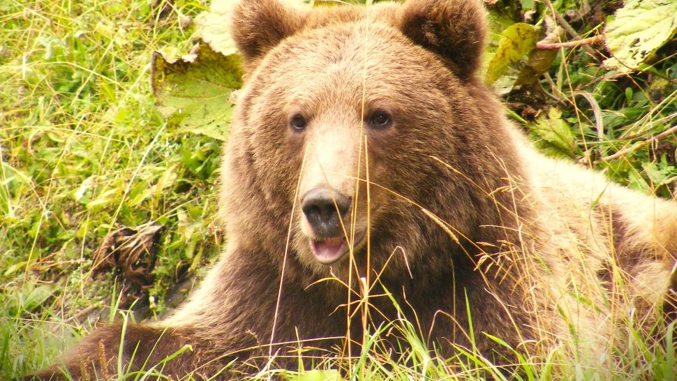  Alertă de urs într-o stațiune montană intens frecventată de turiști! Unde a fost văzut animalul sălbatic