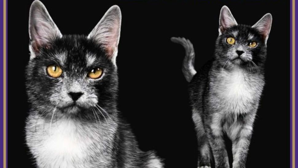 Prima rasă românească de PISICĂ recunoscută internațional. Surpriză totală, cu ce animal seamănă?