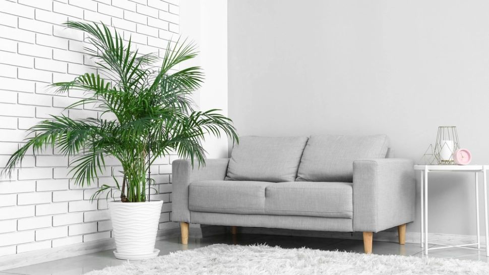 Cum se îngrijește corect palmierul areca. Locul din casă unde îi merge cel mai bine