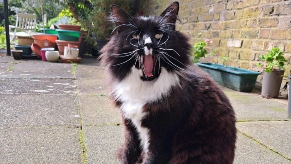 Această pisică a câștigat simpatia britanicilor. Ce o face atât de specială pe Marley?
