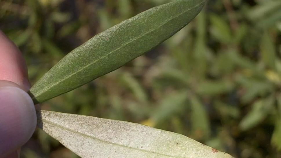 O simplă infuzie din frunzele acestui copac este o adevărată binecuvântare pentru cei cu boli de inimă. Leacul folosit încă din antichitate