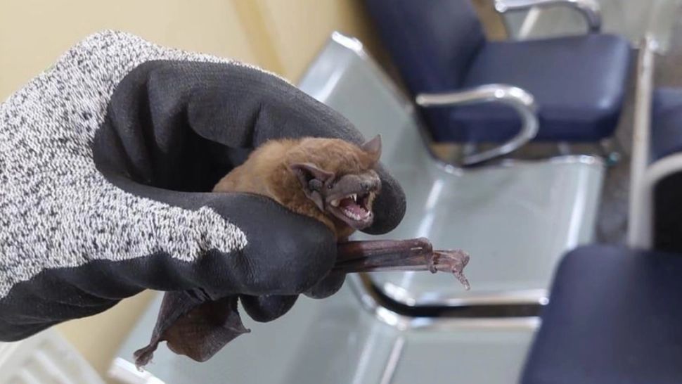 Spital din Iași, luat cu asalt de sute de lilieci! Cum au ajuns mamiferele în incinta unității medicale: imagini incredibile VIDEO