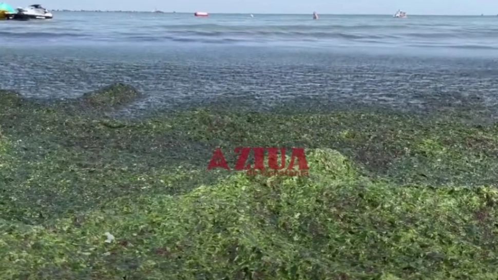 Munți de alge pe litoral după furtunile devastatoare. Turiștii sunt deranjați - VIDEO