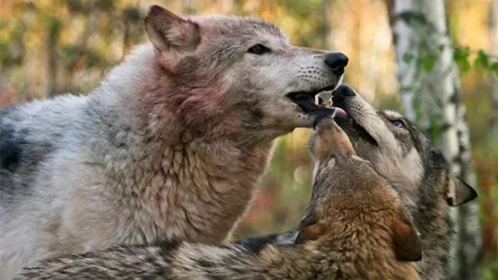 Termenul de „mascul alfa”, așa cum este descris de „maeștrii seducției”, nu se regăsește cu adevărat în natură, spun cercetătorii