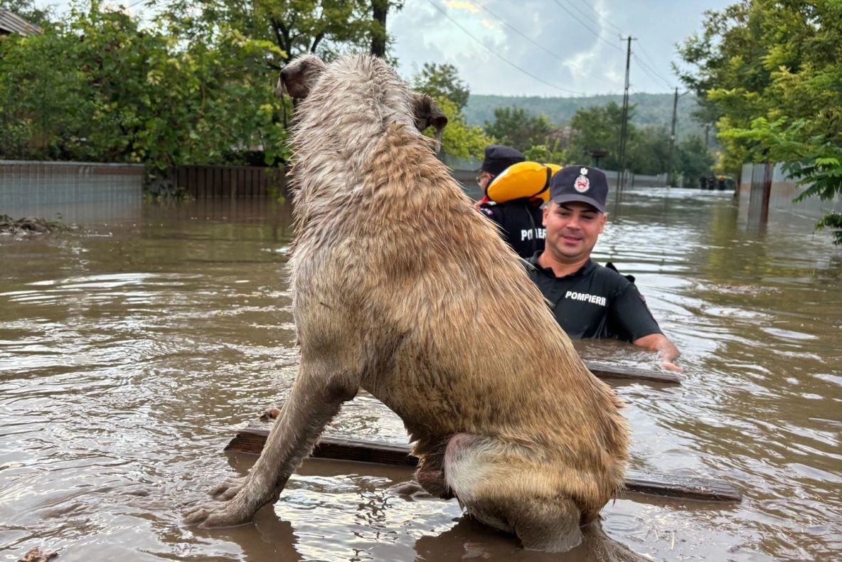 Inundații România. Medicii veterinari curăță în urma dezastrului. Mii de animale și păsări au murit în urma potopului din Galați și Vaslui