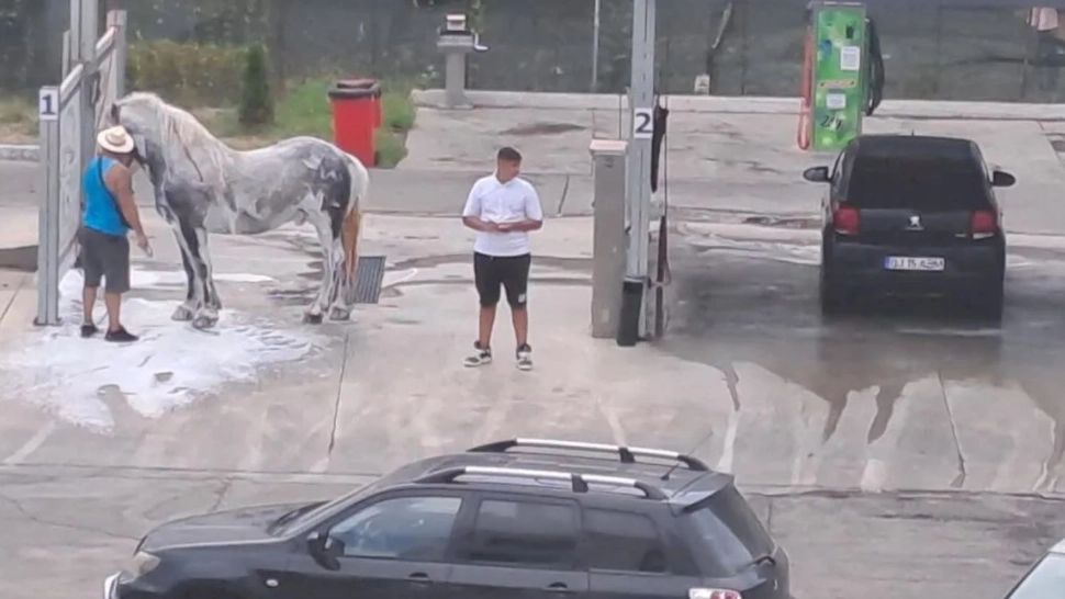 Un bărbat din Târgu Jiu s-a ales cu dosar penal după ce a mers cu calul la... spălătoria auto! VIDEO
