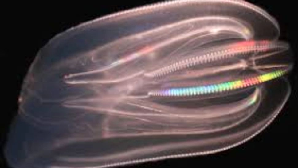 Singura creatură de pe Pământ care poate trăi pentru totdeauna. Capacitatea de a-și inversa procesul de îmbătrânire i-a uimit pe cercetători