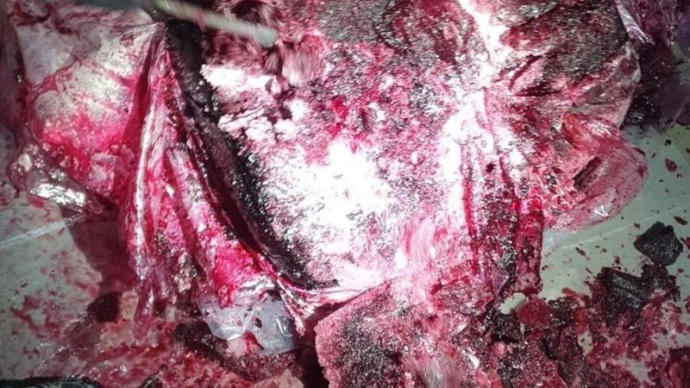 Captură record de cocaină în Portul Constanța. Doi suspecți au fost reținuți. Drogurile erau ascunse în zeci de tone de produse congelate - FOTO/VIDEO