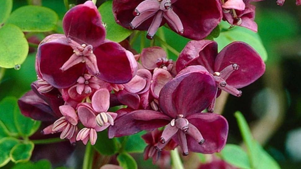 Floarea care poate parfuma întreaga cameră. Va schimba atmosfera cu frumusețea sa și nu mai ai nevoie de deodorant