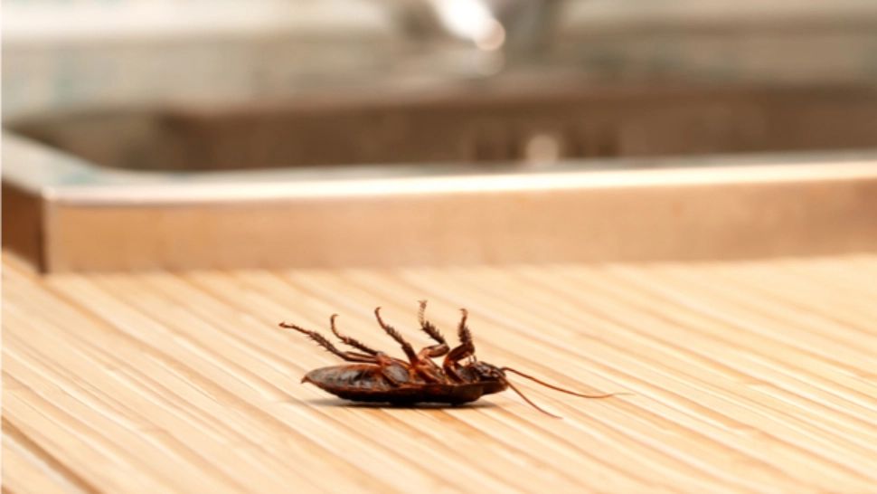 Aparatul din bucătărie care atrage gândacii mai mult decât orice altul. Contrar așteptărilor, nu este cuptorul