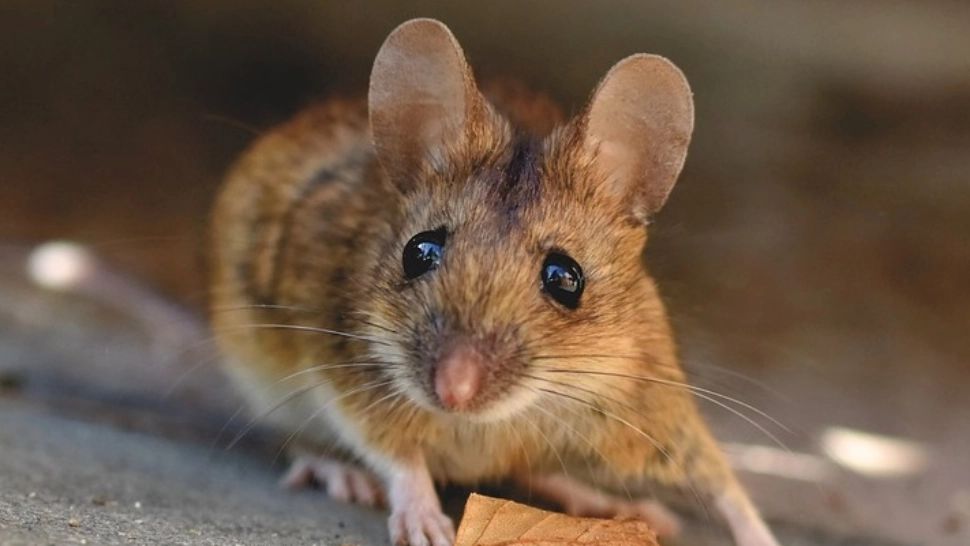 Un avion a aterizat de urgență din cauza unui șoarece. Rozătoarea a sărit din caserola cu mâncare a unui pasager