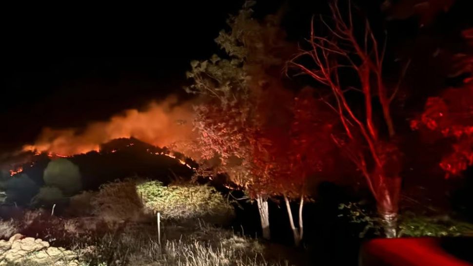 Incendiu URIAȘ de pădure în județul Alba. Ard 10 hectare de vegetație uscată într-o pădure de pin - FOTO